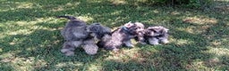 Schnauzer Miniatura perros en venta: Schnauzer mini sal y pimienta  - Anuncio 2