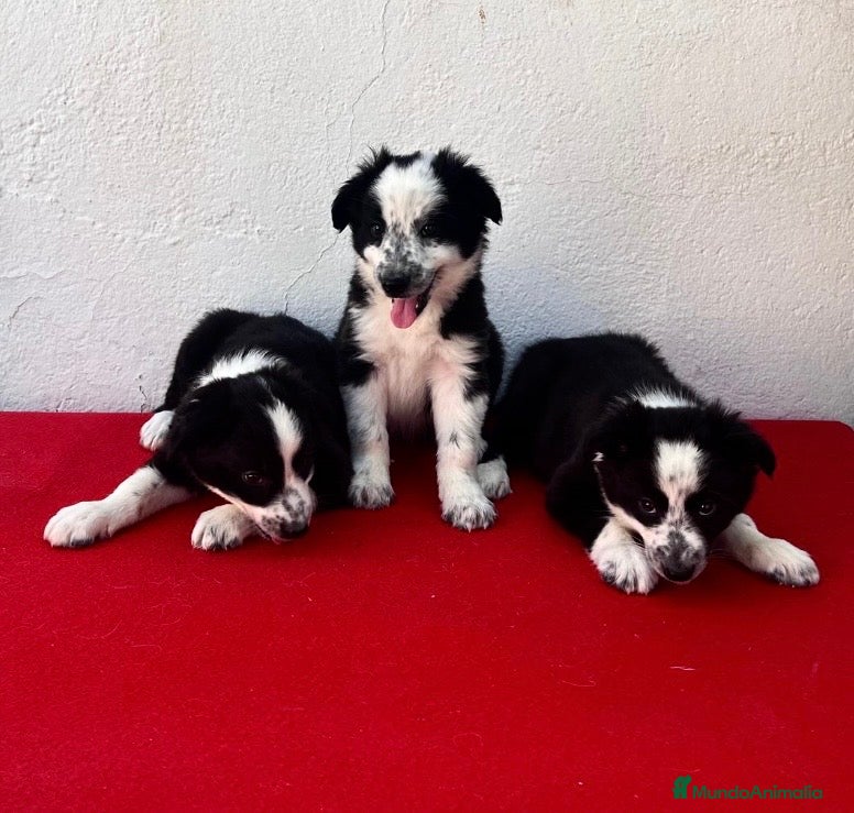 Border Collie perros en venta: Excentes cachorros Border collie - Anuncio 1