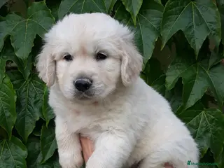 Golden Retriever perros Bonitos cachorro - Anuncio 3