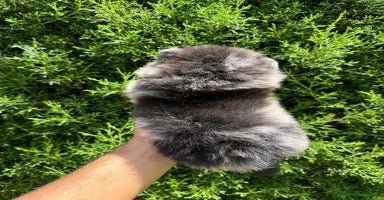 Pomerania perros - Anuncio 7