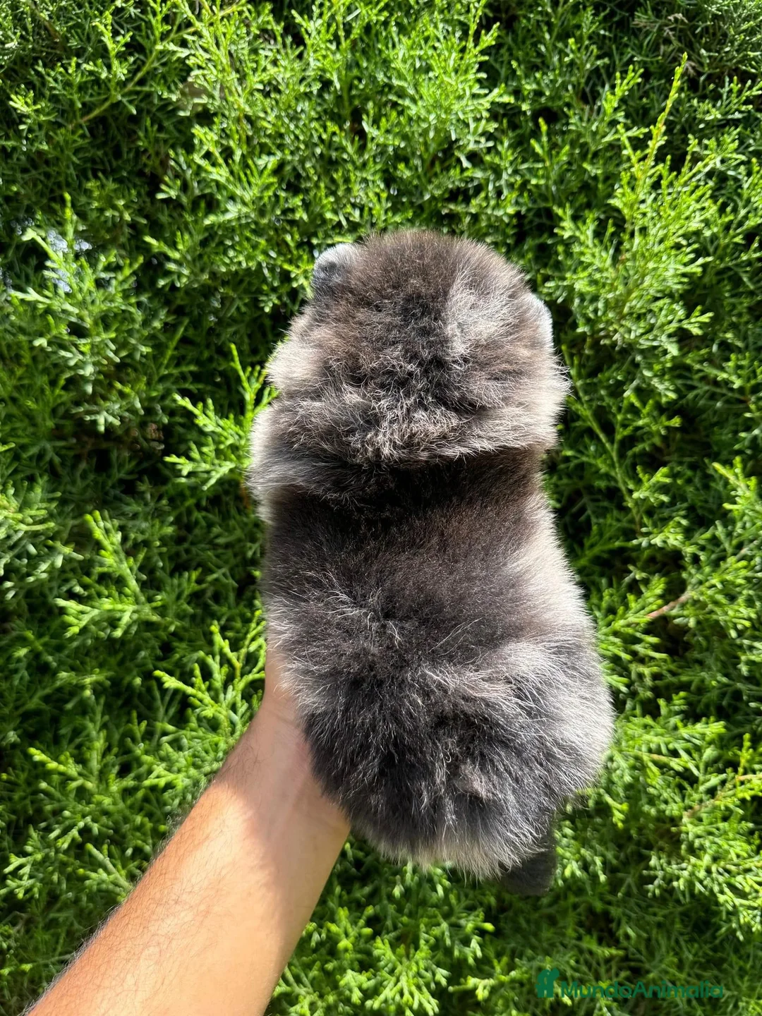 Pomerania perros en venta: POMERANIA LULU  - Anuncio 2