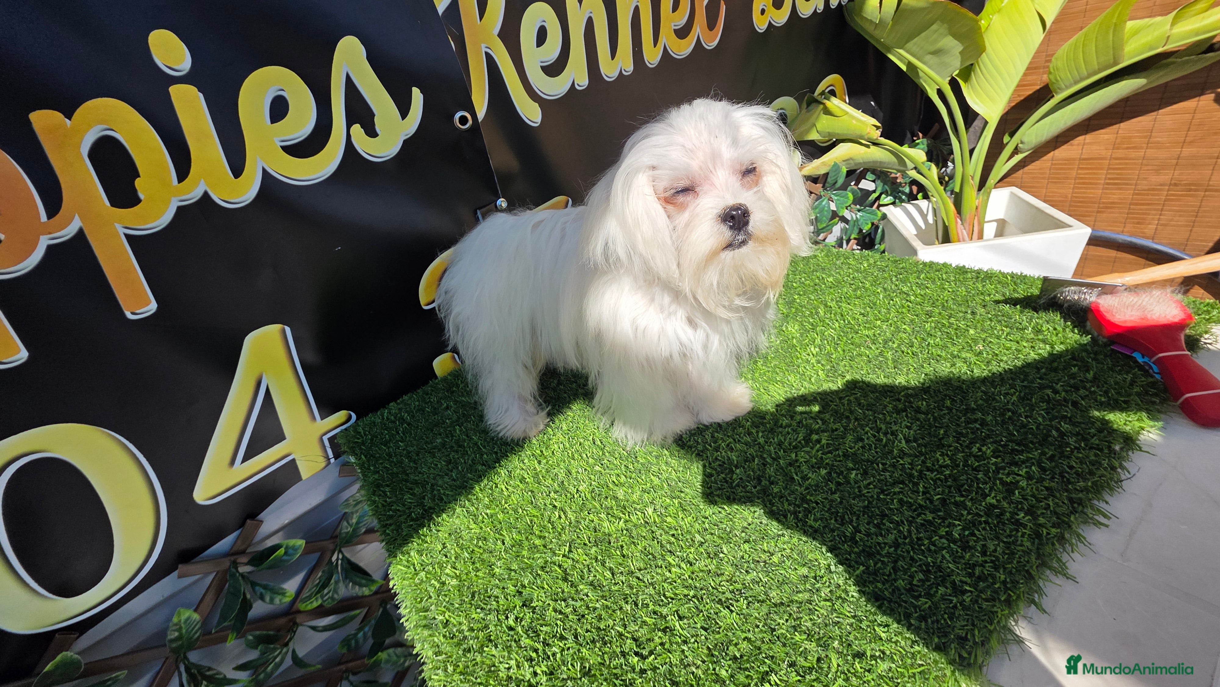 Bichón Maltés perros Bichon maltes 8 meses  - Anuncio 1