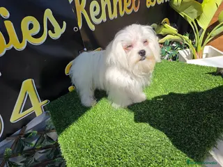 Bichón Maltés perros Bichon maltes 8 meses - Anuncio 1