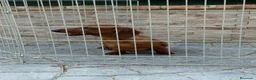 Teckel Miniatura perros en venta: Cachorro teckel - Anuncio 7