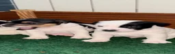 Parson Russell Terrier perros en venta: Parson Russell Terrier - Anuncio 10
