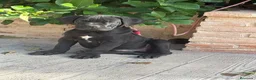 Cane Corso perros en venta: Cachorro cane corso - Anuncio 4