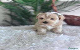 Maltipoo perros en venta: MALTIPOO MACHO - Imagen 3