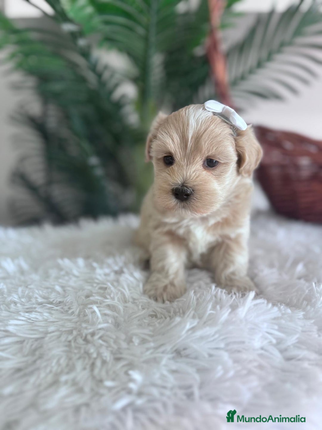 Maltipoo perros en venta: MALTIPOO MACHO - Imagen 3