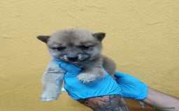 Shiba Inu perros en venta: Cachorros de Shiba Inu - Imagen 6