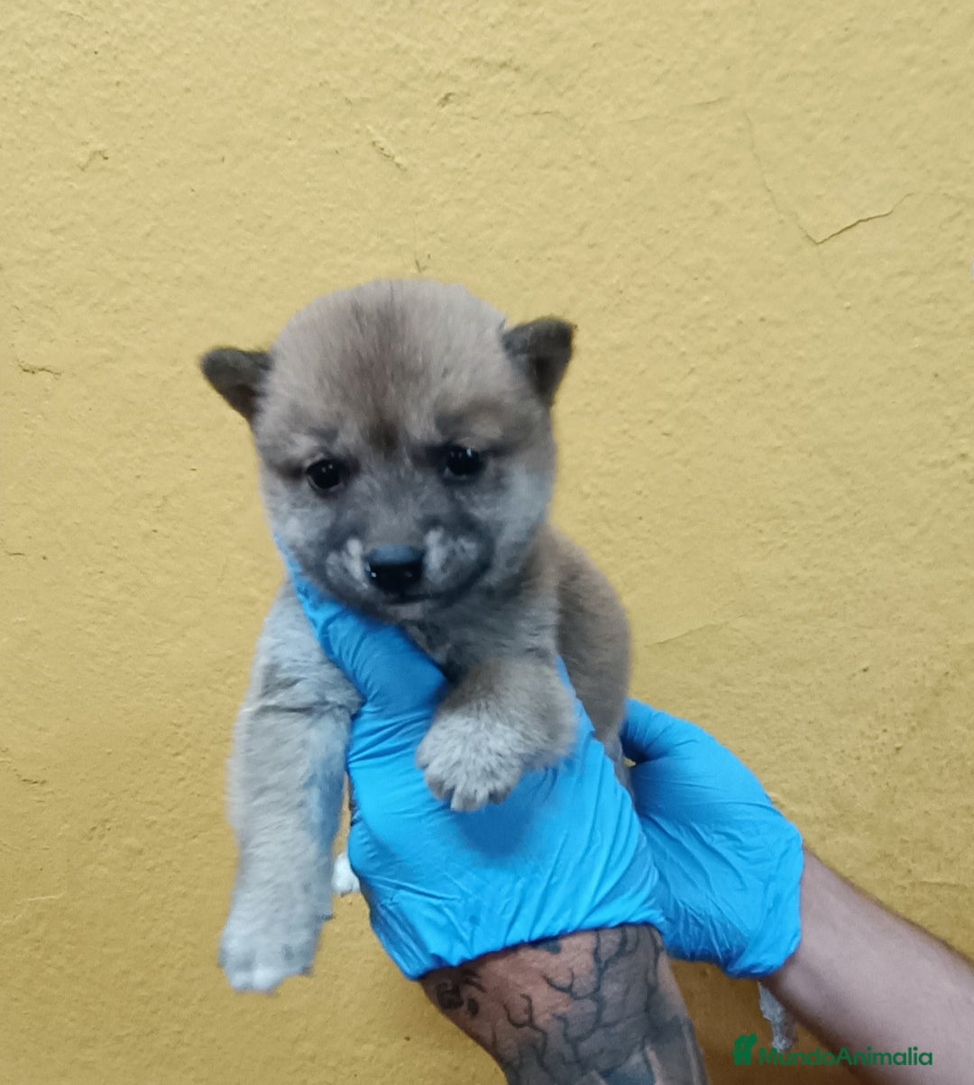 Shiba Inu perros en venta: Cachorros de Shiba Inu - Imagen 6