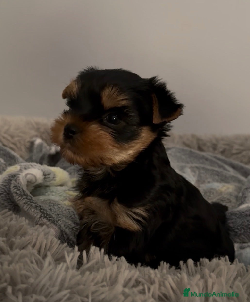 Yorkshire Terrier perros Un Yorkshire macho maravilloso  - Anuncio 1