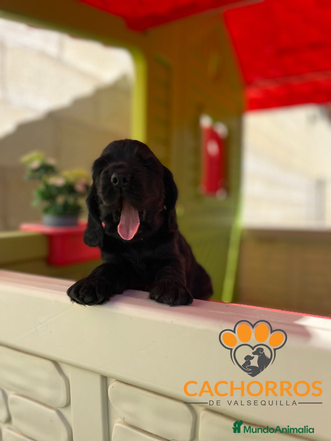 Cocker Spaniel Inglés perros en venta: Cocker negro - Imagen 4