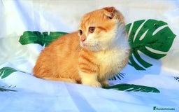 Munchkin gatos en venta: Machito munchkin scottish kilt disponible!! - Imagen 1