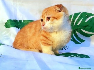 Munchkin gatos - Anuncio 1