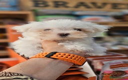 Bichón Maltés perros en venta: Bichon maltés  en Cádiz - Imagen 4