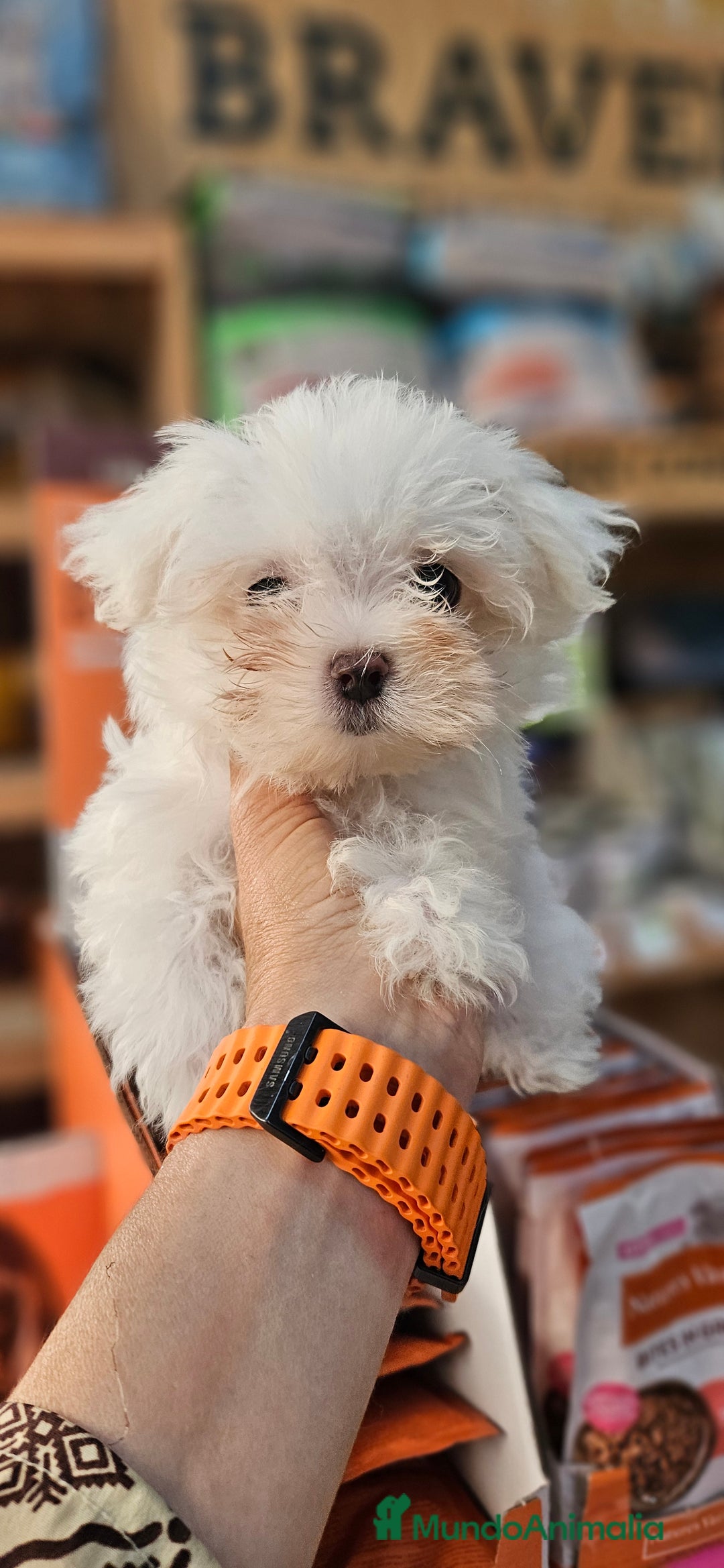 Bichón Maltés perros en venta: Bichon maltés  en Cádiz - Imagen 4