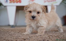Maltipoo perros en venta: 🐾 Manolo y Jacinto – Pequeños Maltipoo 🐶 - Imagen 2