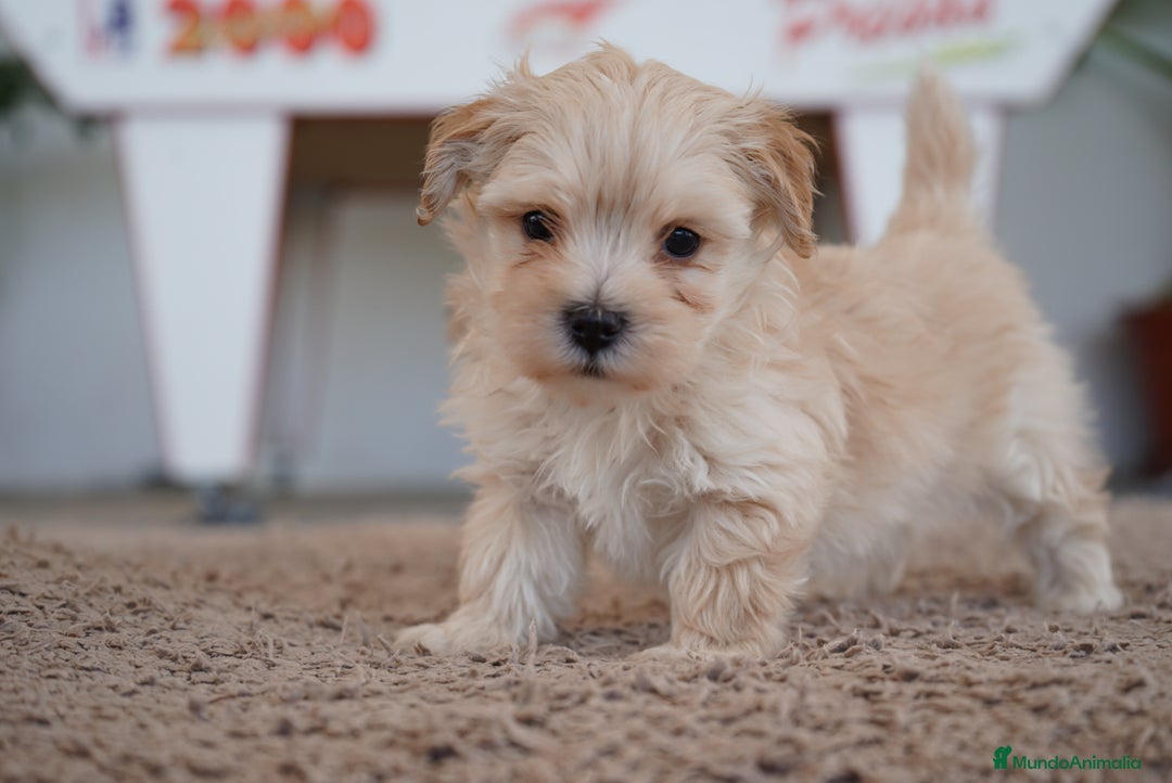 Maltipoo perros en venta: 🐾 Manolo y Jacinto – Pequeños Maltipoo 🐶 - Imagen 2