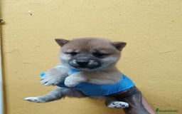 Shiba Inu perros en venta: Cachorros de Shiba Inu - Imagen 1