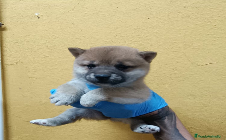 Shiba Inu perros - Propaganda 7