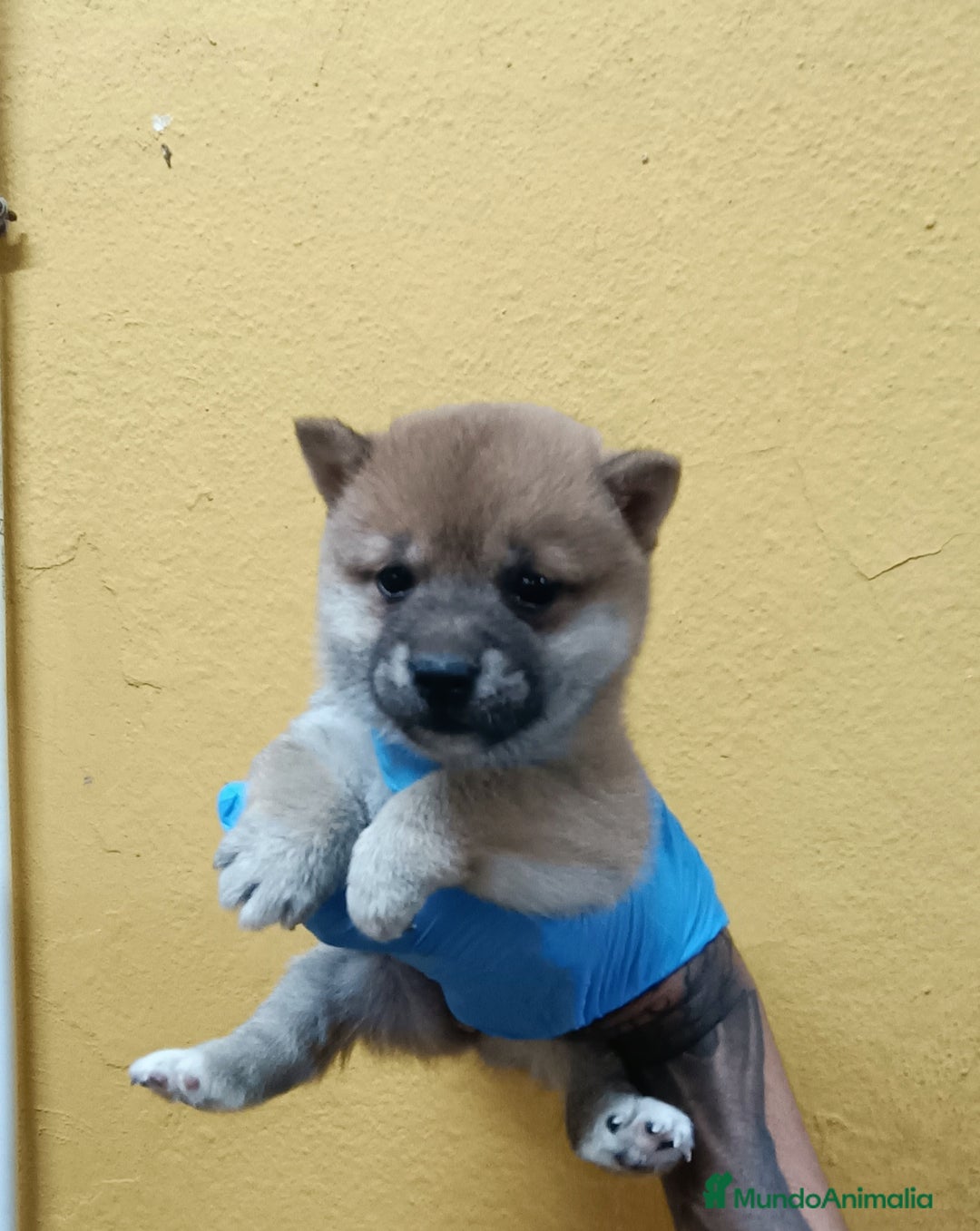 Shiba Inu perros en venta: Cachorros de Shiba Inu - Imagen 1