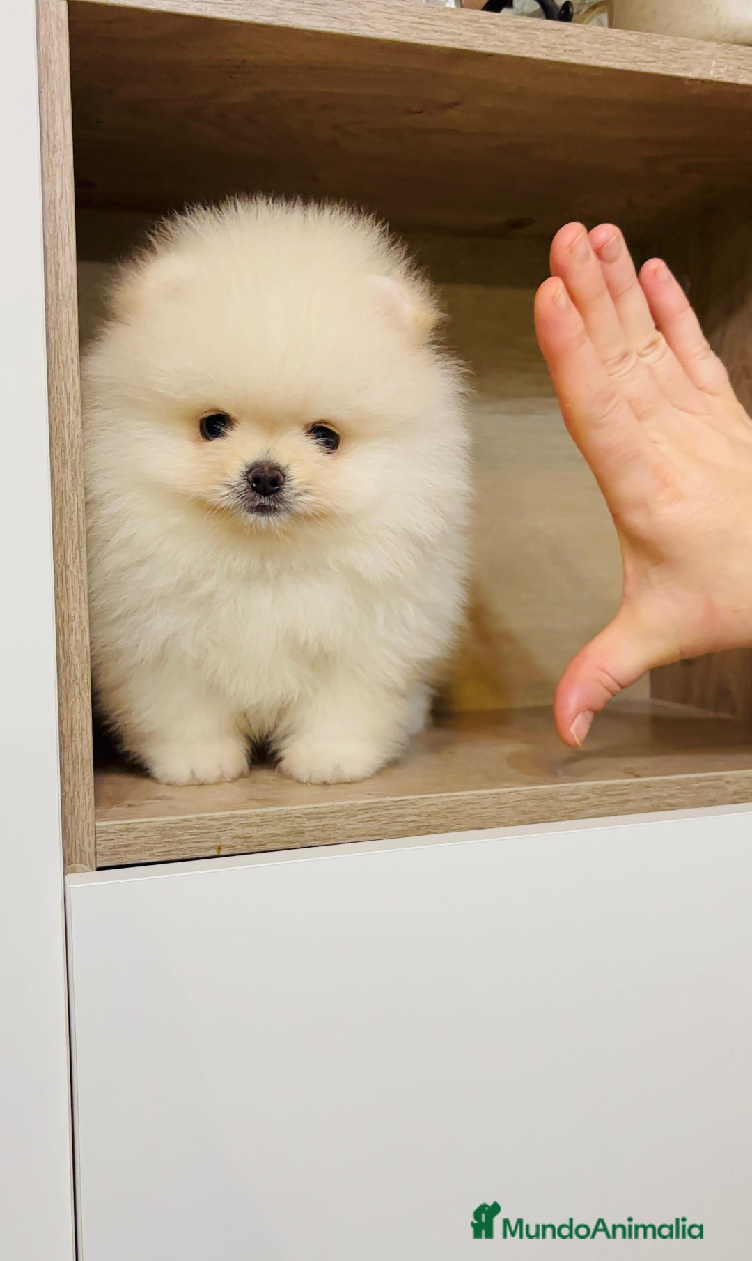 Pomerania perros en venta: Pomerania coreana  - Anuncio 3