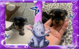 Yorkshire Terrier perros en venta: Camada familiar de yorkshire terrier, precio real - Imagen 1