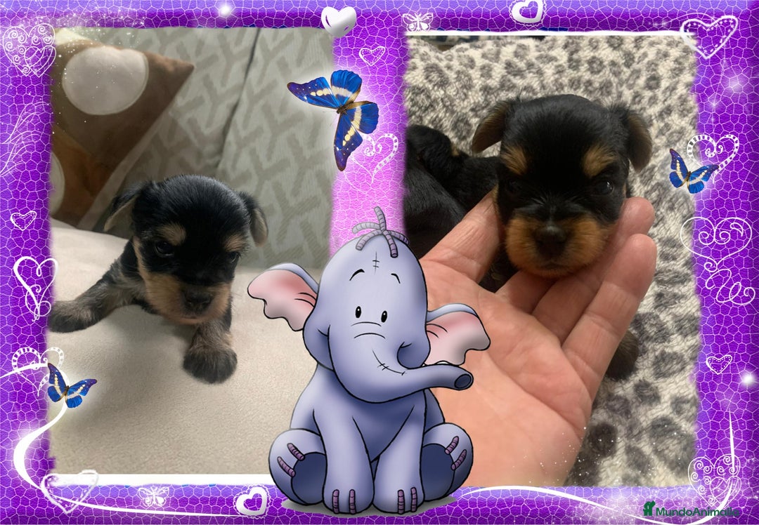 Yorkshire Terrier perros en venta: Camada familiar de yorkshire terrier, precio real - Imagen 1