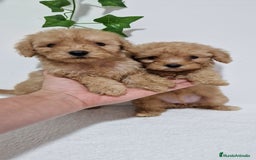 Caniche Toy perros en venta: Hembra caniche toy apricot - Imagen 1