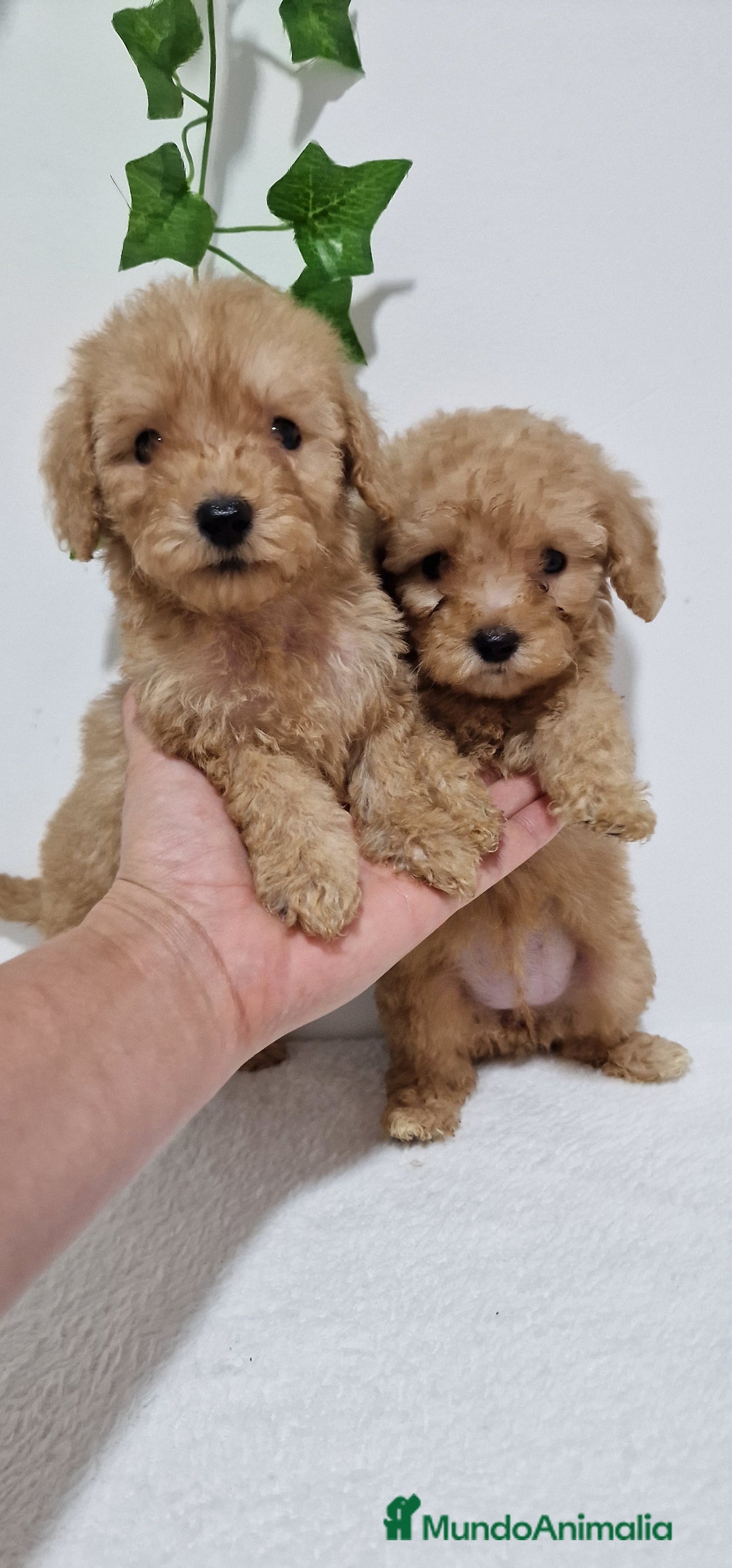 Caniche Toy perros en venta: Hembra caniche toy apricot - Imagen 1