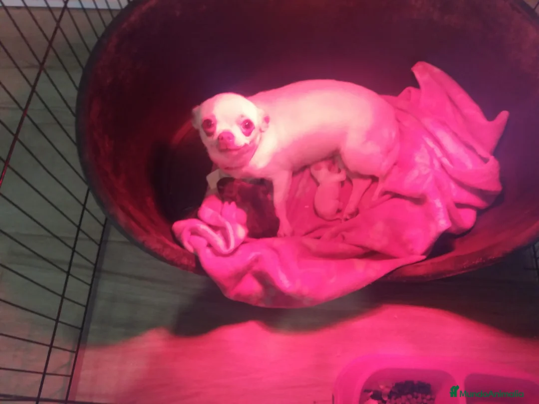 Chihuahua perros en venta: Chihuahua Blue - Anuncio 2