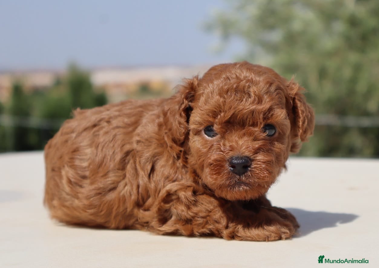 Caniche Toy perros Caniche toy roja - Anuncio 1