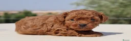 Caniche Toy perros en venta: Caniche toy roja - Anuncio 1