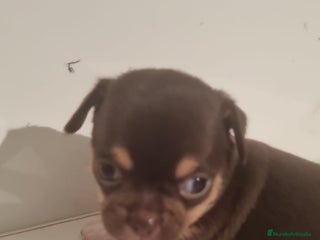 Chihuahua perros - Anuncio 33