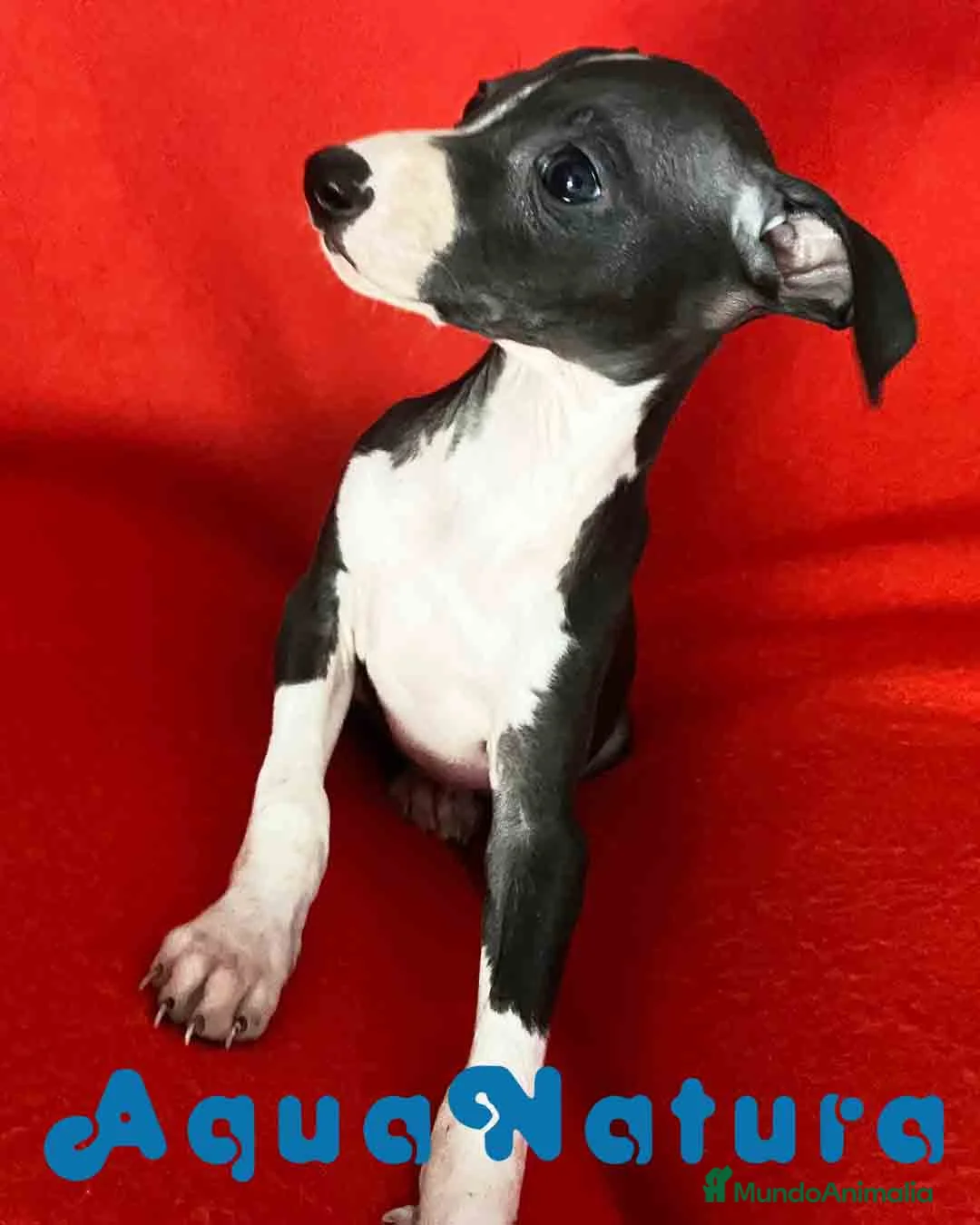 Pequeño Lebrel Italiano perros en venta:  Lebrel Italiano Macho 7345 de BN - AQUANATURA en Barcelona - Anuncio 10