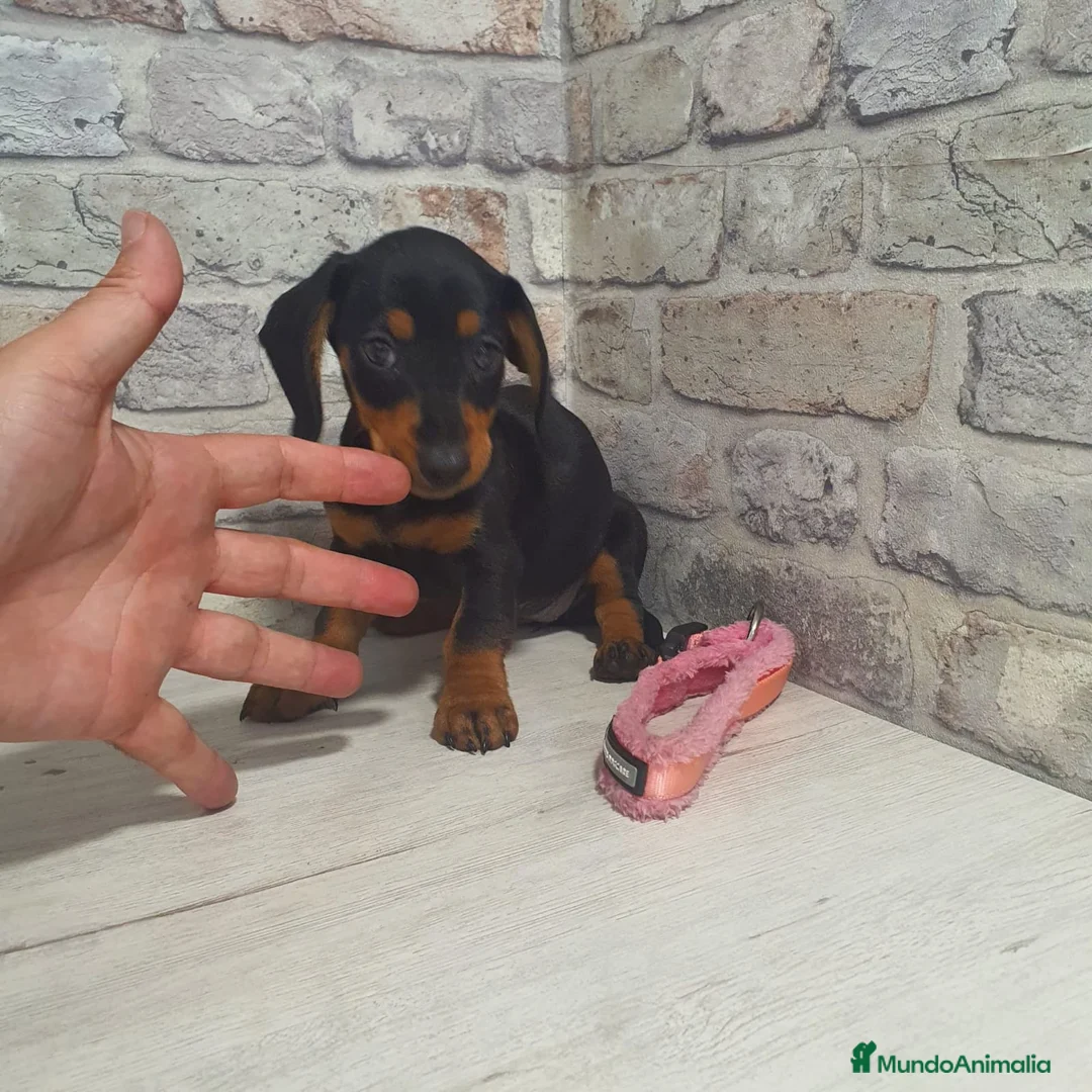 Teckel Miniatura perros en venta: Teckel mini - Anuncio 1