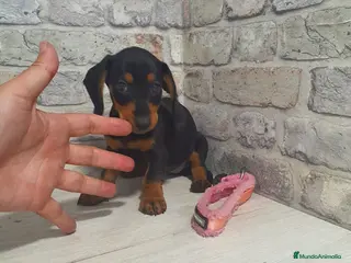 Teckel Miniatura perros Teckel mini - Anuncio 1
