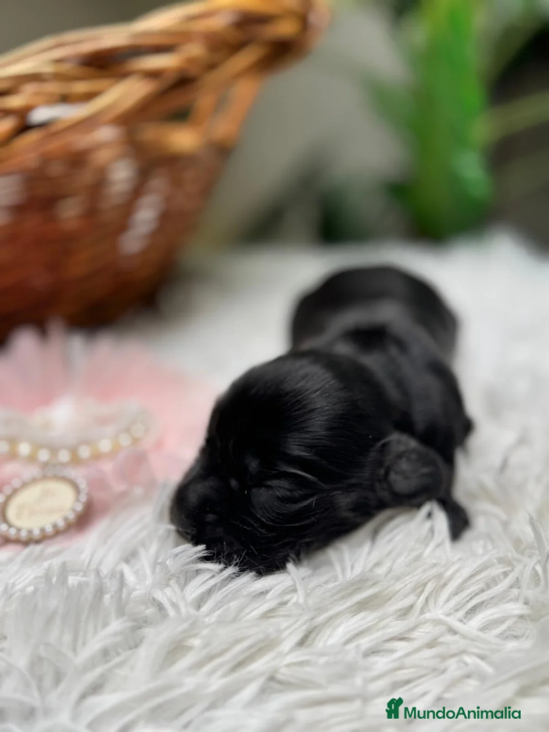 Cocker Spaniel Inglés perros en venta: COCKER HEMBRA - Anuncio 15