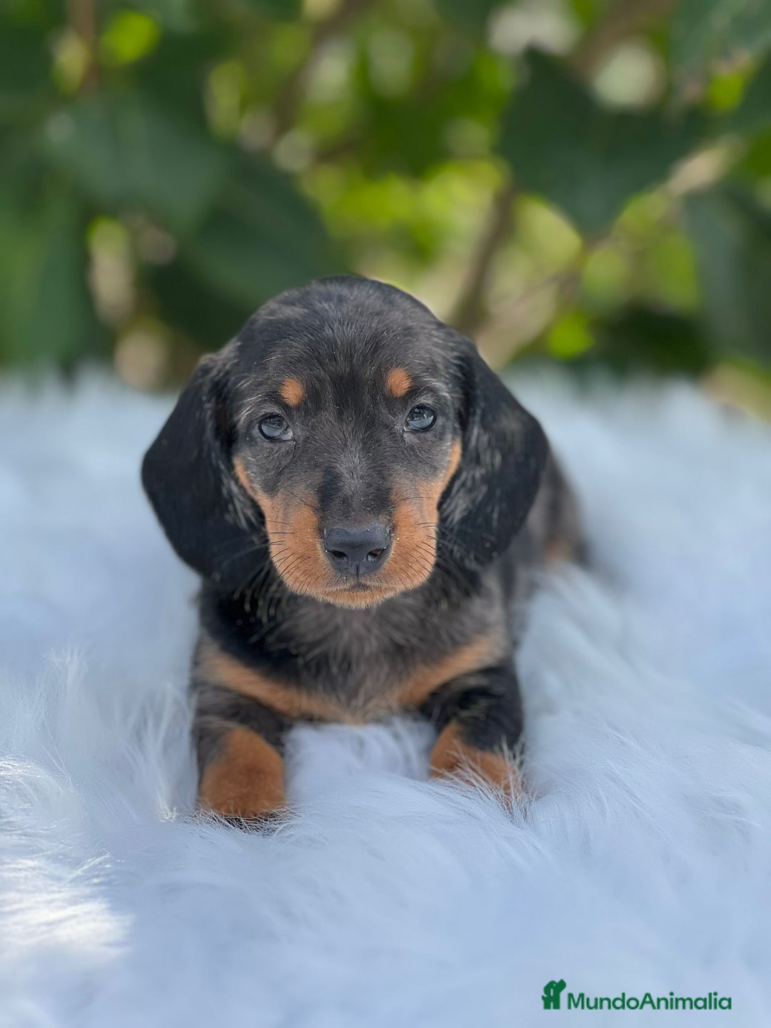 Teckel Miniatura perros en venta: Teckel miniatura  - Imagen 9