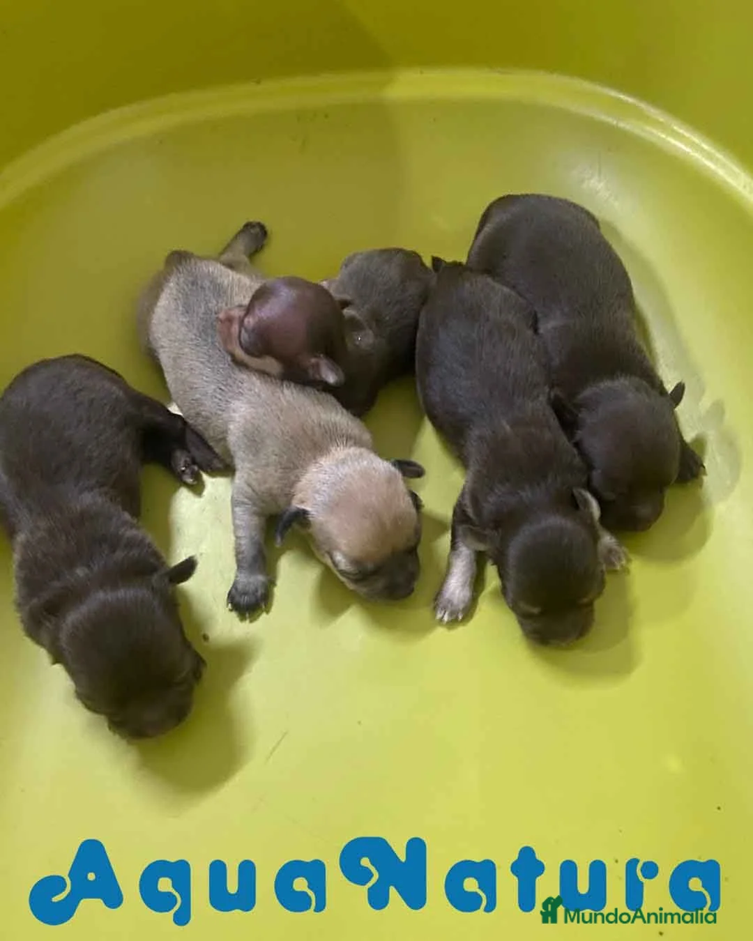 Chihuahua perros en venta: Camada Chihuahua de Gaga y Choc - Anuncio 2