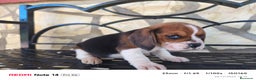 Beagle perros en venta: Cachorros de Beagle  - Anuncio 3