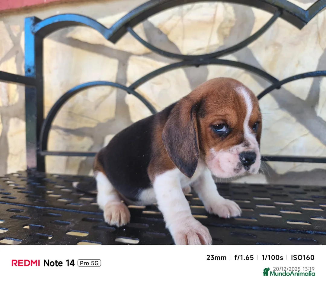 Beagle perros en venta: Cachorros de Beagle  - Anuncio 3