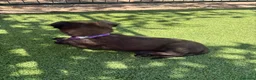Pastor Belga Malinois perros en venta: PASTOR BELGA MALINOIS - Anuncio 24