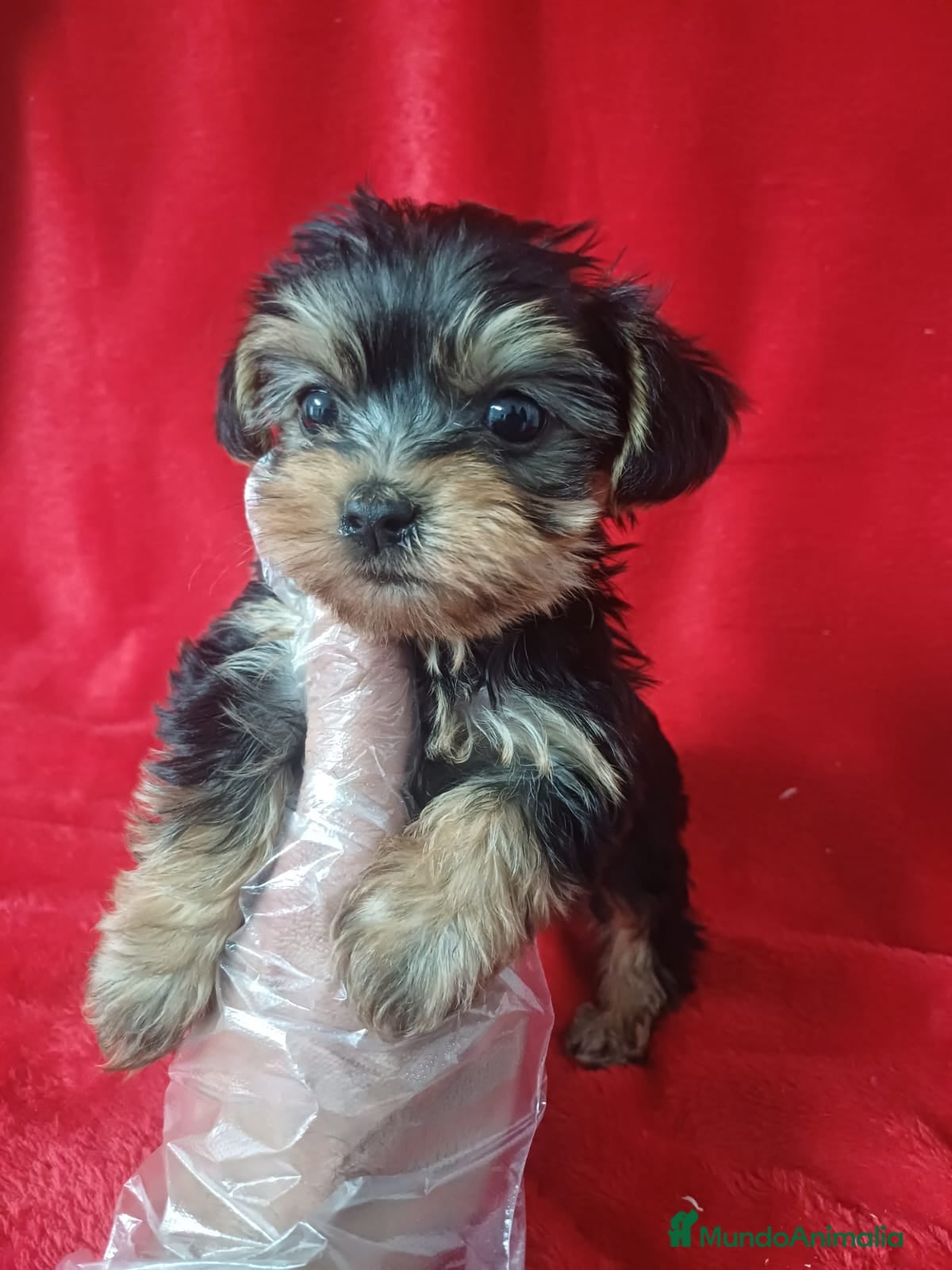 Yorkshire Terrier perros Yorkshire Terrier Mini  - Anuncio 28
