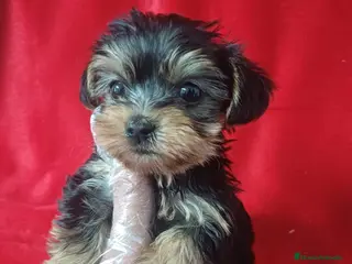 Yorkshire Terrier perros Yorkshire Terrier Mini - Anuncio 8