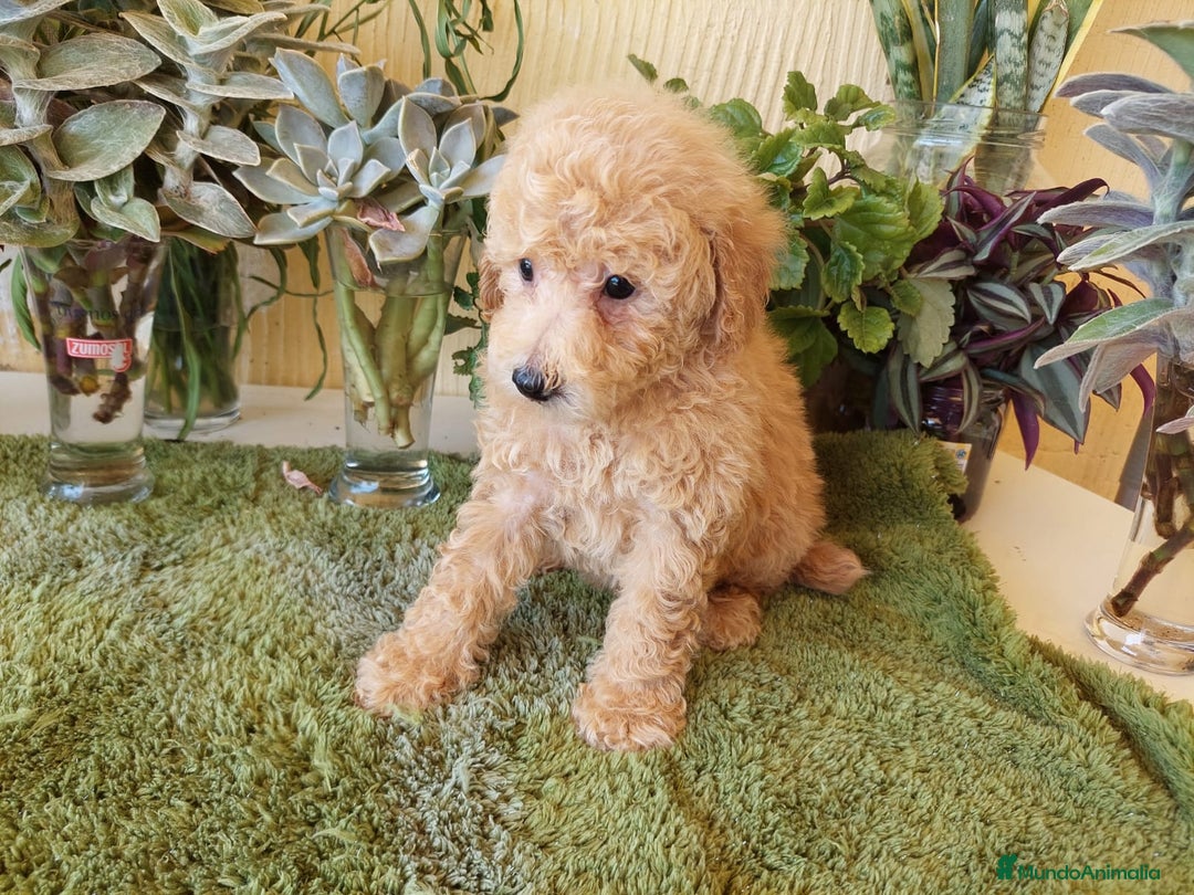Caniche Toy perros en venta: CANICHE CALIDAD Y SELECCIÓN  - Imagen 4
