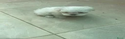 Bichón Maltés perros en venta: Bichon maltés  - Anuncio 3