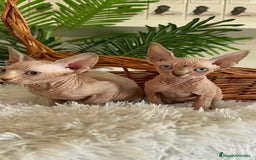 Sphynx gatos en venta: GATITAS SPHYNX - Anuncio 27