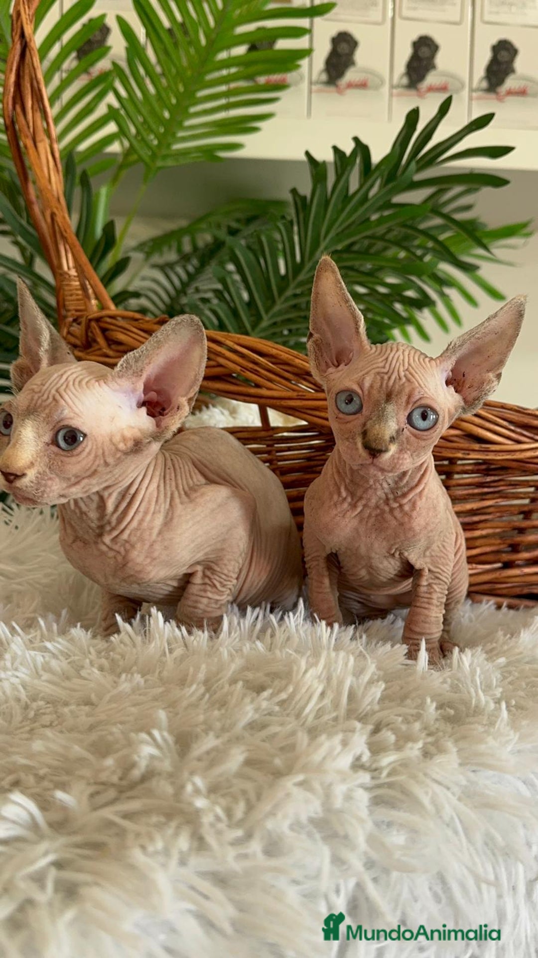 Sphynx gatos en venta: GATITAS SPHYNX - Anuncio 27