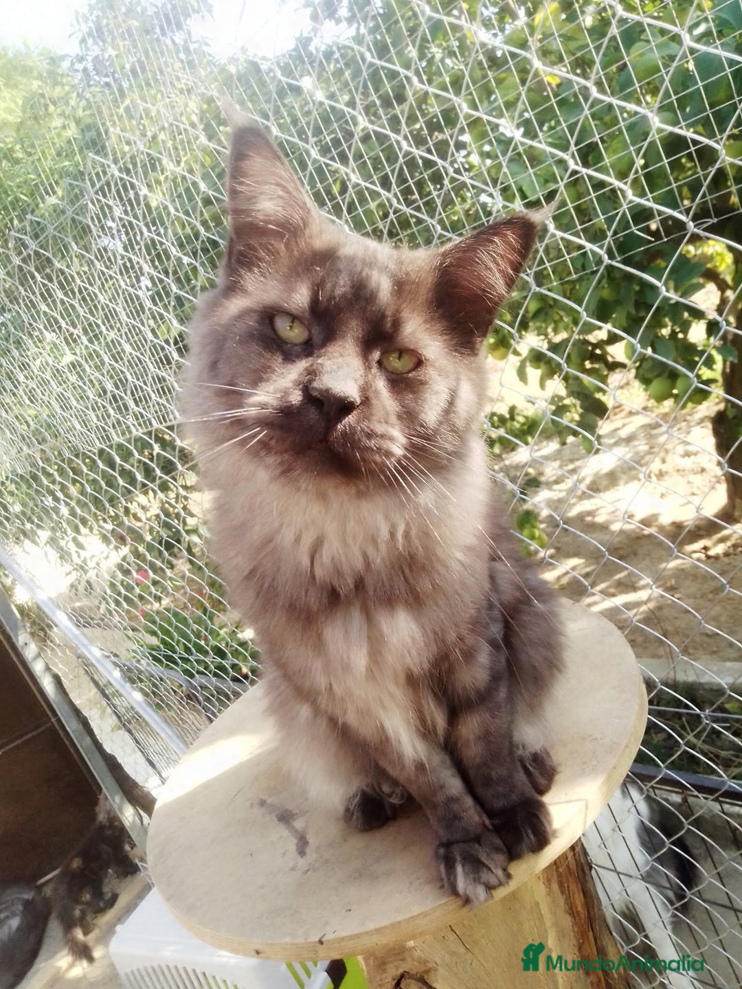 Maine Coon gatos en adopcion: Macho Maine Coon negro humo  - Imagen 2